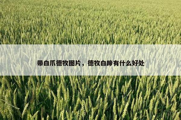 带白爪德牧图片，德牧白蹄有什么好处