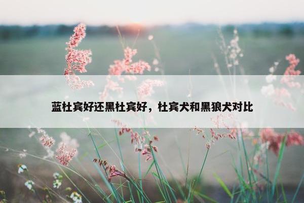 蓝杜宾好还黑杜宾好，杜宾犬和黑狼犬对比