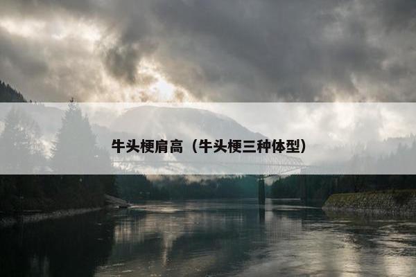 牛头梗肩高（牛头梗三种体型）