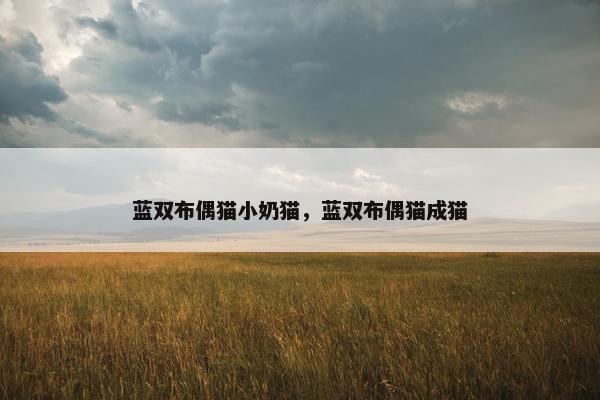 蓝双布偶猫小奶猫，蓝双布偶猫成猫