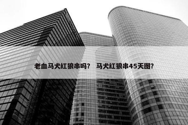 老血马犬红狼串吗？ 马犬红狼串45天图？