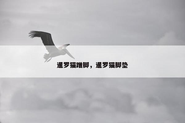 暹罗猫蹭脚，暹罗猫脚垫