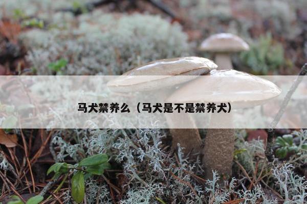 马犬禁养么（马犬是不是禁养犬）