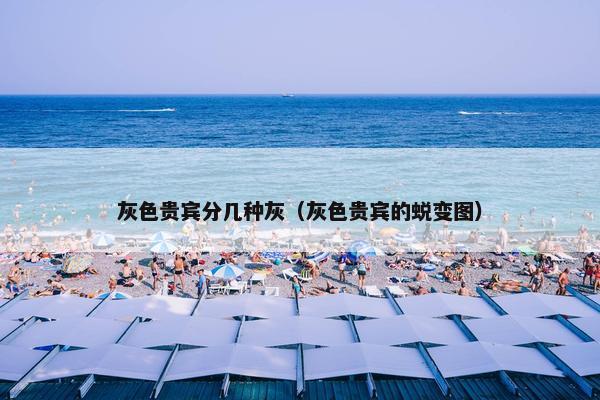 灰色贵宾分几种灰（灰色贵宾的蜕变图）