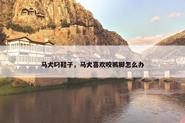 马犬叼鞋子，马犬喜欢咬裤脚怎么办