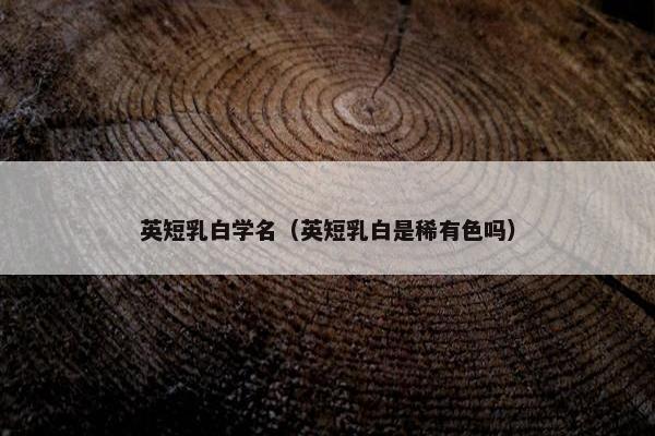 英短乳白学名（英短乳白是稀有色吗）