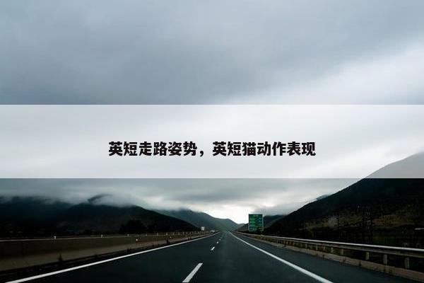 英短走路姿势，英短猫动作表现