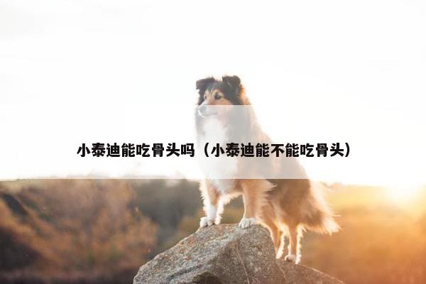 小泰迪能吃骨头吗（小泰迪能不能吃骨头）