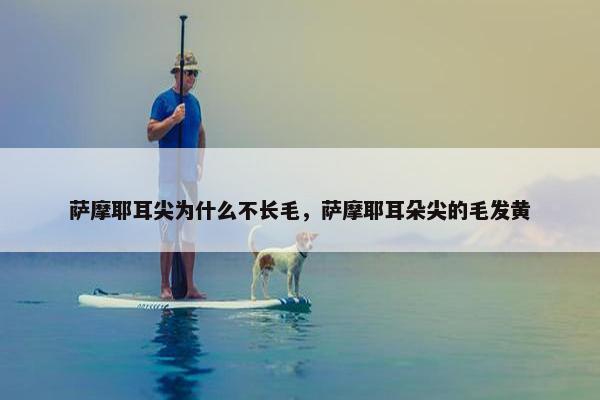 萨摩耶耳尖为什么不长毛，萨摩耶耳朵尖的毛发黄