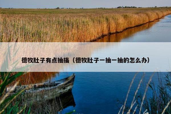德牧肚子有点抽搐（德牧肚子一抽一抽的怎么办）