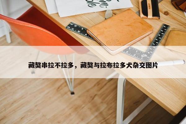 藏獒串拉不拉多，藏獒与拉布拉多犬杂交图片