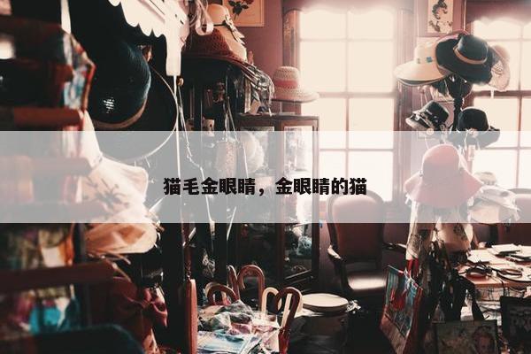 猫毛金眼睛，金眼睛的猫