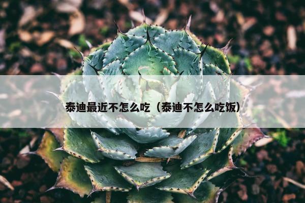 泰迪最近不怎么吃（泰迪不怎么吃饭）