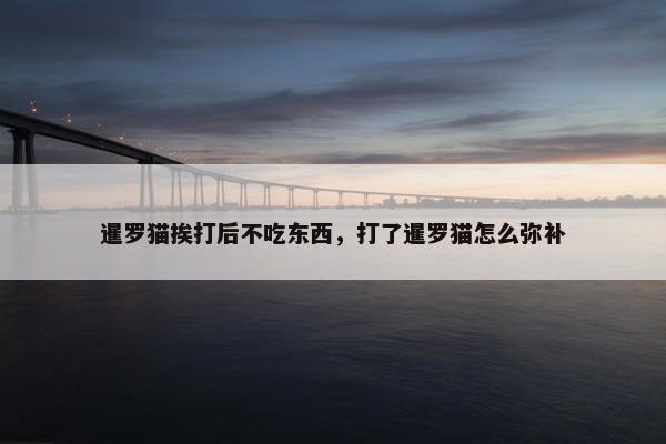 暹罗猫挨打后不吃东西，打了暹罗猫怎么弥补