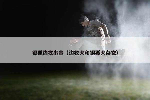 银狐边牧串串（边牧犬和银狐犬杂交）