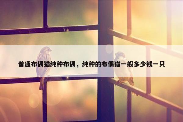 普通布偶猫纯种布偶，纯种的布偶猫一般多少钱一只