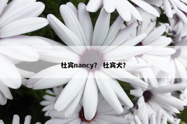 杜宾nancy？ 杜宾犬？