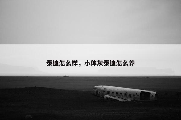 泰迪怎么样，小体灰泰迪怎么养