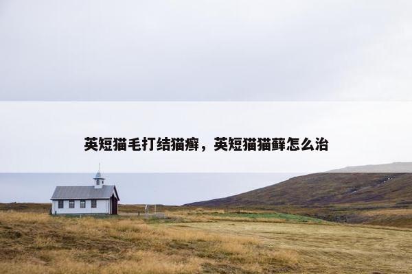 英短猫毛打结猫癣，英短猫猫藓怎么治