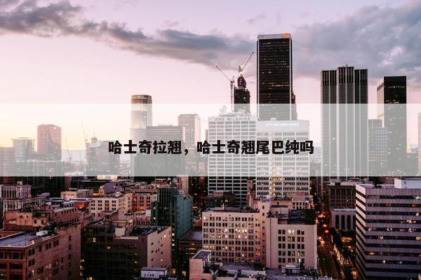 哈士奇拉翘，哈士奇翘尾巴纯吗