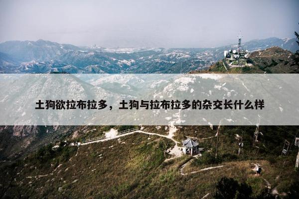 土狗欲拉布拉多，土狗与拉布拉多的杂交长什么样