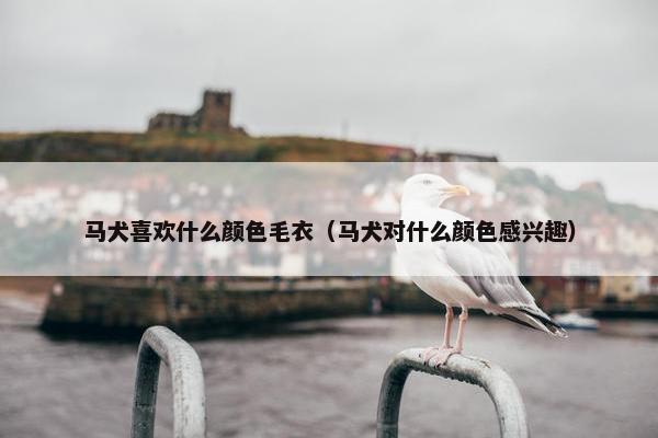 马犬喜欢什么颜色毛衣（马犬对什么颜色感兴趣）