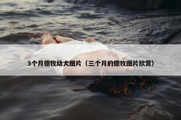 3个月德牧幼犬图片（三个月的德牧图片欣赏）