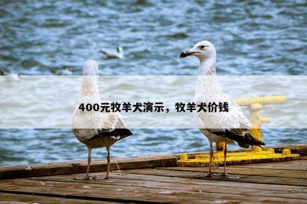 400元牧羊犬演示，牧羊犬价钱