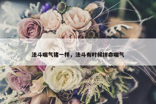 法斗喘气猪一样，法斗有时候拼命喘气