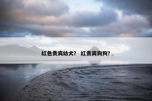 红色贵宾幼犬？ 红贵宾狗狗？