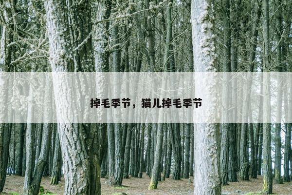 掉毛季节，猫儿掉毛季节