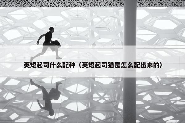 英短起司什么配种（英短起司猫是怎么配出来的）