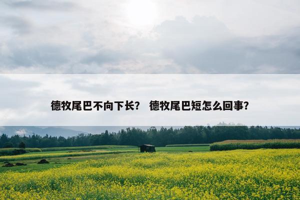 德牧尾巴不向下长？ 德牧尾巴短怎么回事？