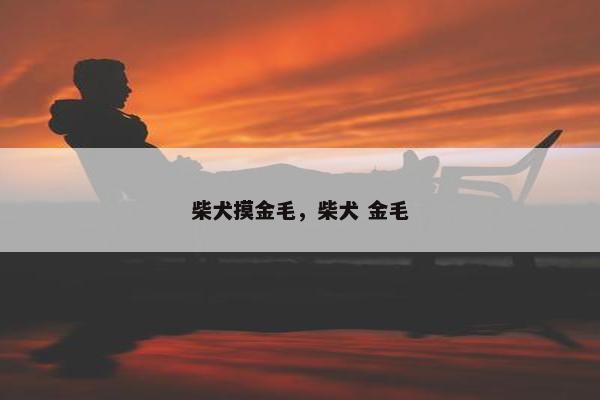 柴犬摸金毛，柴犬 金毛