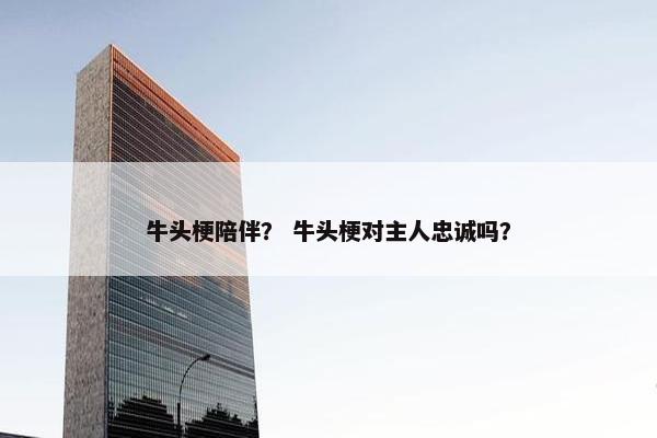 牛头梗陪伴？ 牛头梗对主人忠诚吗？