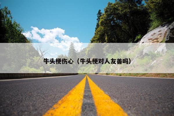 牛头梗伤心（牛头梗对人友善吗）