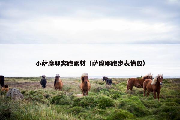 小萨摩耶奔跑素材（萨摩耶跑步表情包）