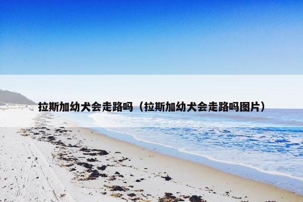 拉斯加幼犬会走路吗（拉斯加幼犬会走路吗图片）