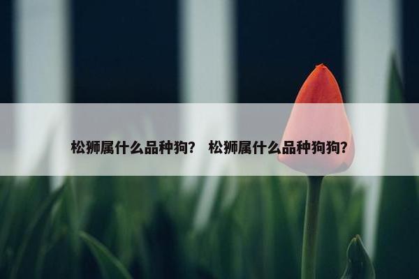 松狮属什么品种狗？ 松狮属什么品种狗狗？