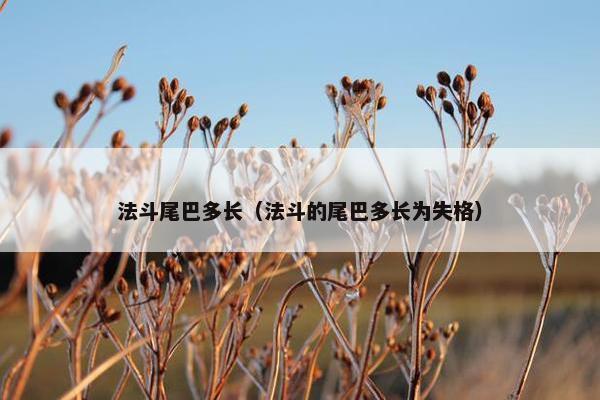 法斗尾巴多长（法斗的尾巴多长为失格）