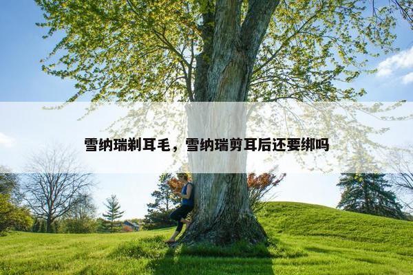 雪纳瑞剃耳毛，雪纳瑞剪耳后还要绑吗