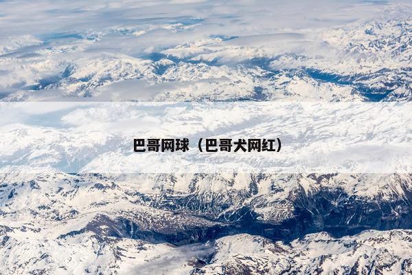 巴哥网球（巴哥犬网红）
