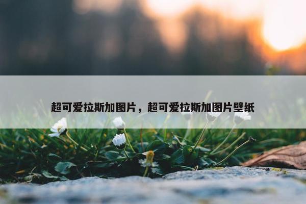 超可爱拉斯加图片，超可爱拉斯加图片壁纸