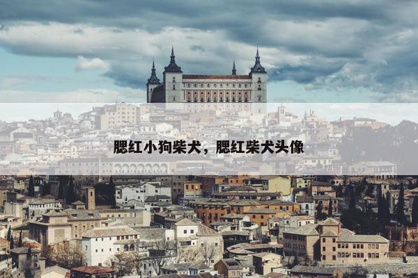 腮红小狗柴犬，腮红柴犬头像