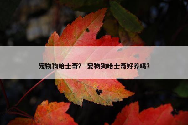 宠物狗哈士奇？ 宠物狗哈士奇好养吗？