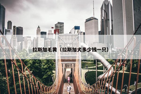 拉斯加毛黄（拉斯加犬多少钱一只）