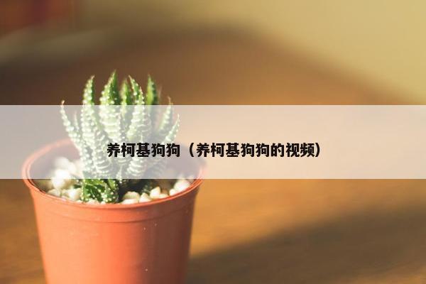 养柯基狗狗（养柯基狗狗的视频）