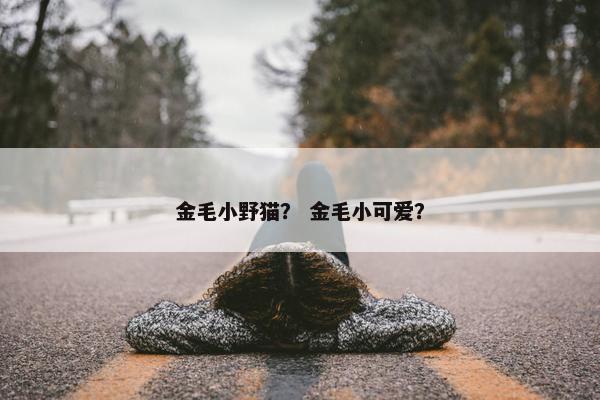 金毛小野猫？ 金毛小可爱？