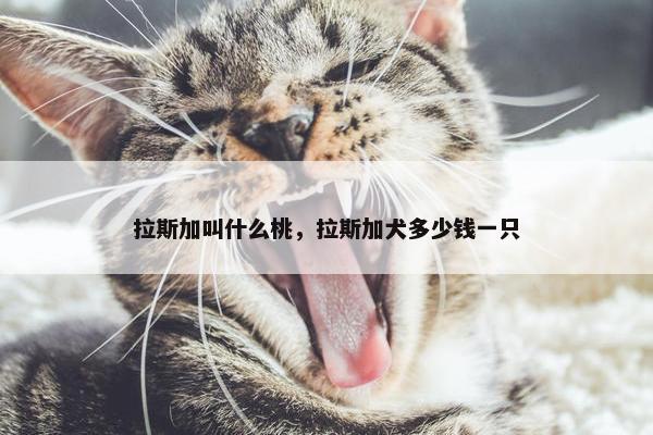 拉斯加叫什么桃，拉斯加犬多少钱一只