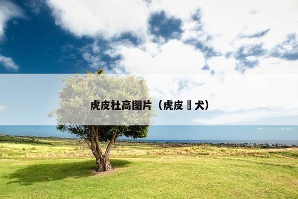 虎皮杜高图片（虎皮狛犬）